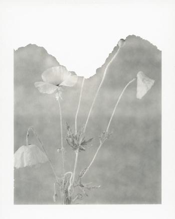 2020-02-Polaroid72-flowers-6.jpg